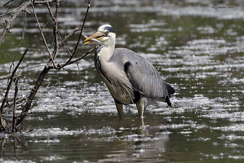 Renzo-Airone cenerino Ardea cinerea